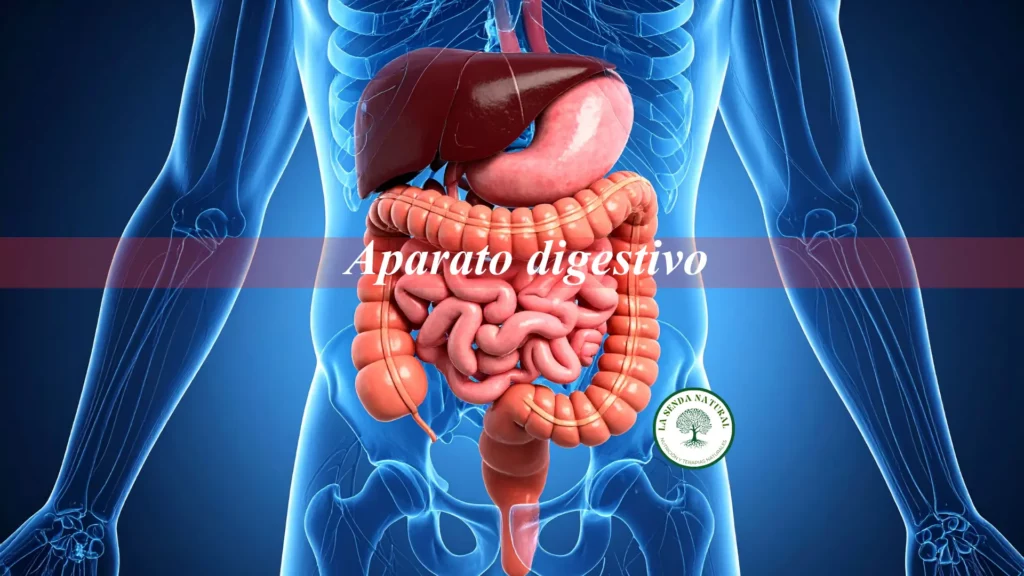 Qué es el Aparato digestivo