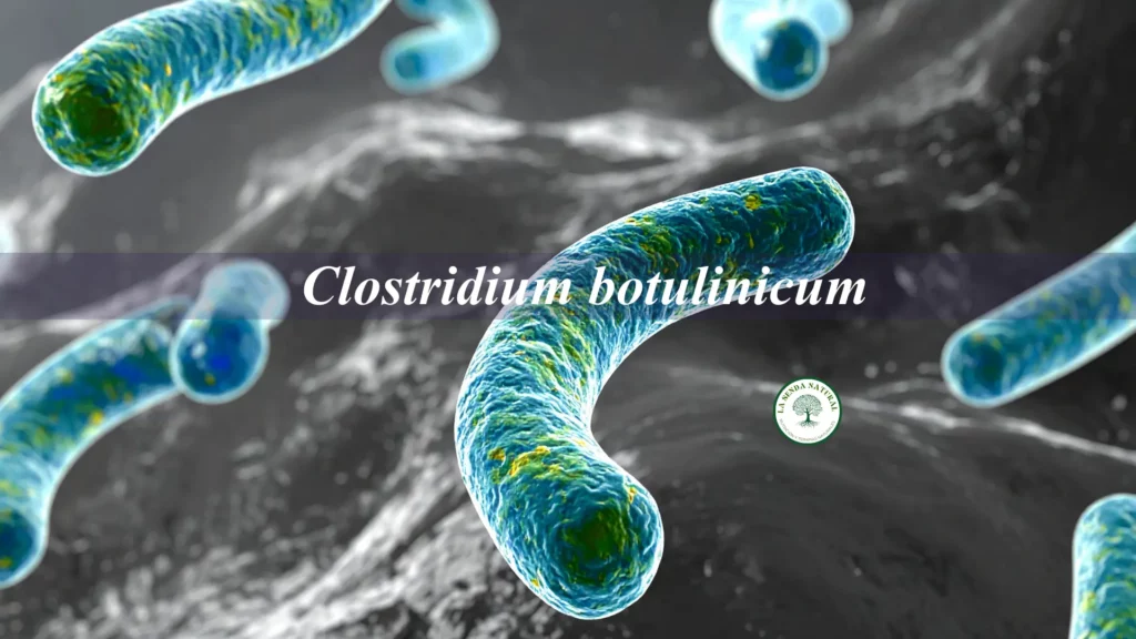 Qué son los clostridios