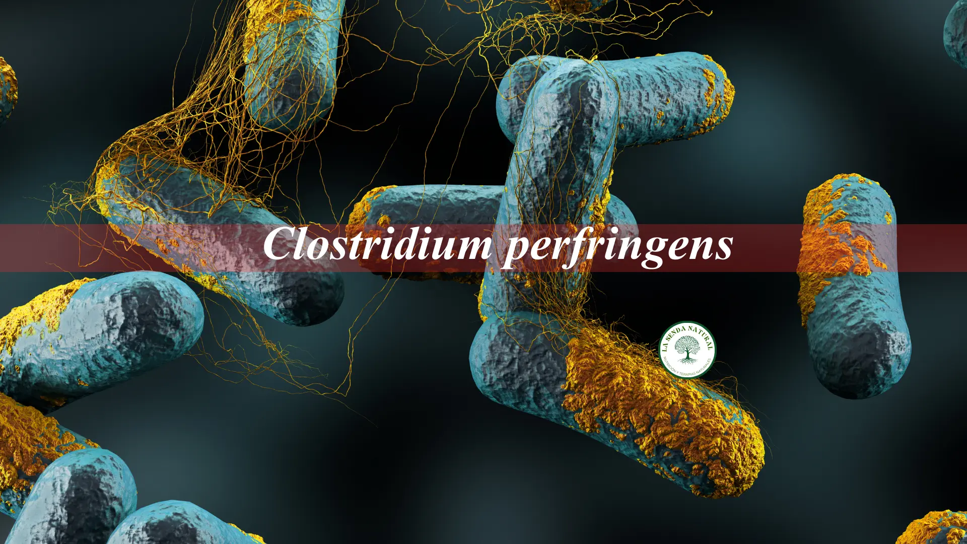Qué es el Clostridium perfringens