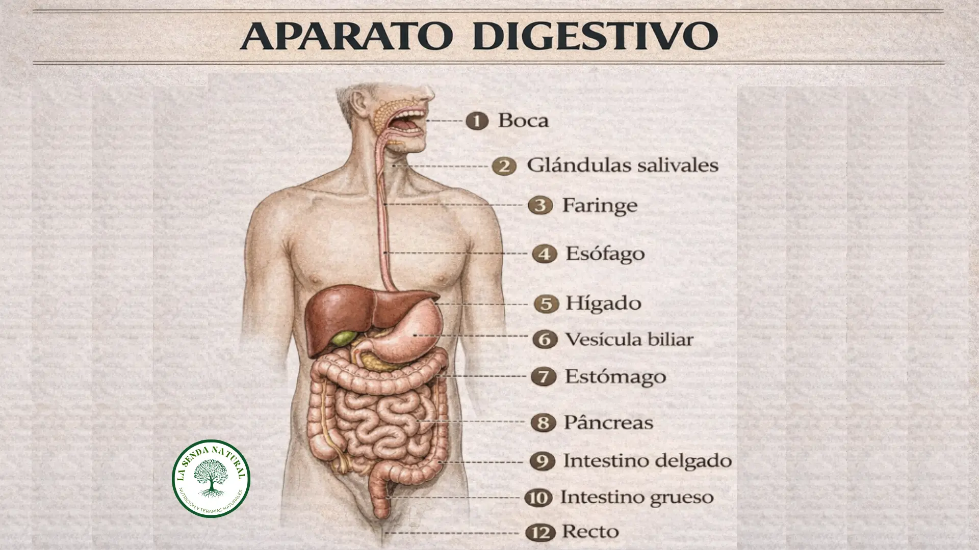 Composición del aparato digestivo