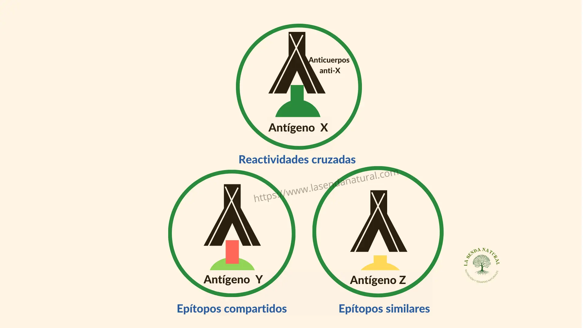 Epítopos alergénIcos