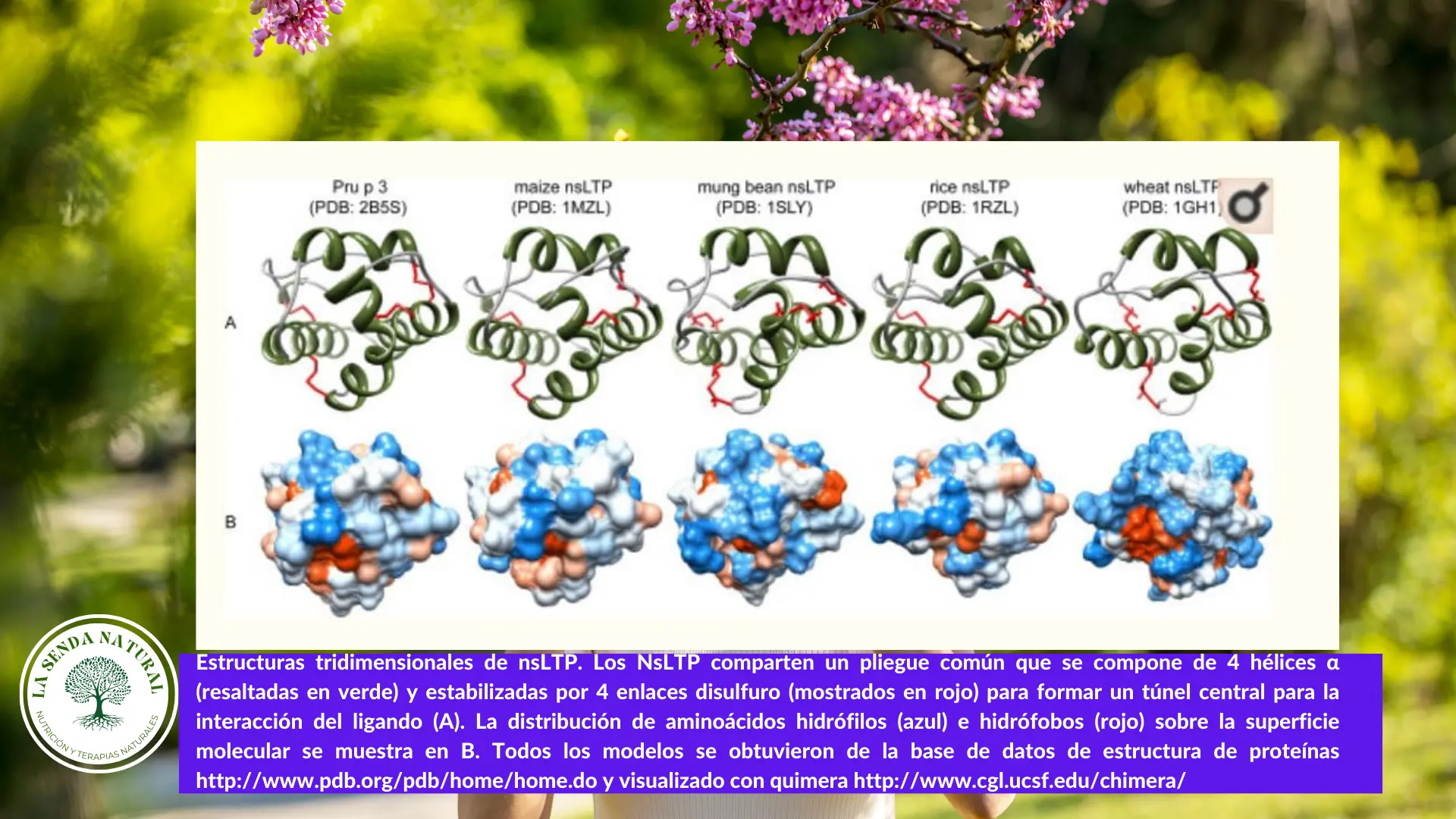Estructura de los nsLTP