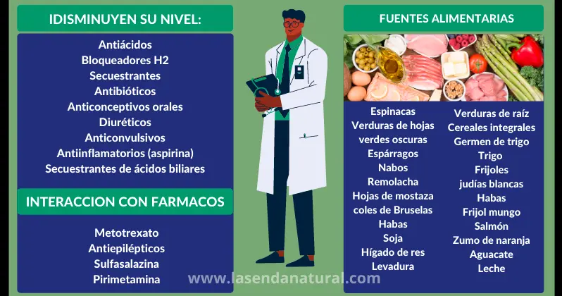 Fuentes de Acido fólico (B9)