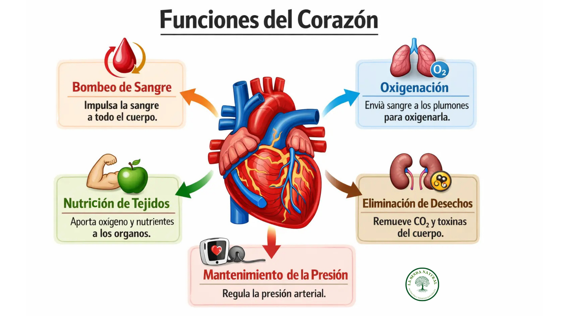 Funciones del corazón