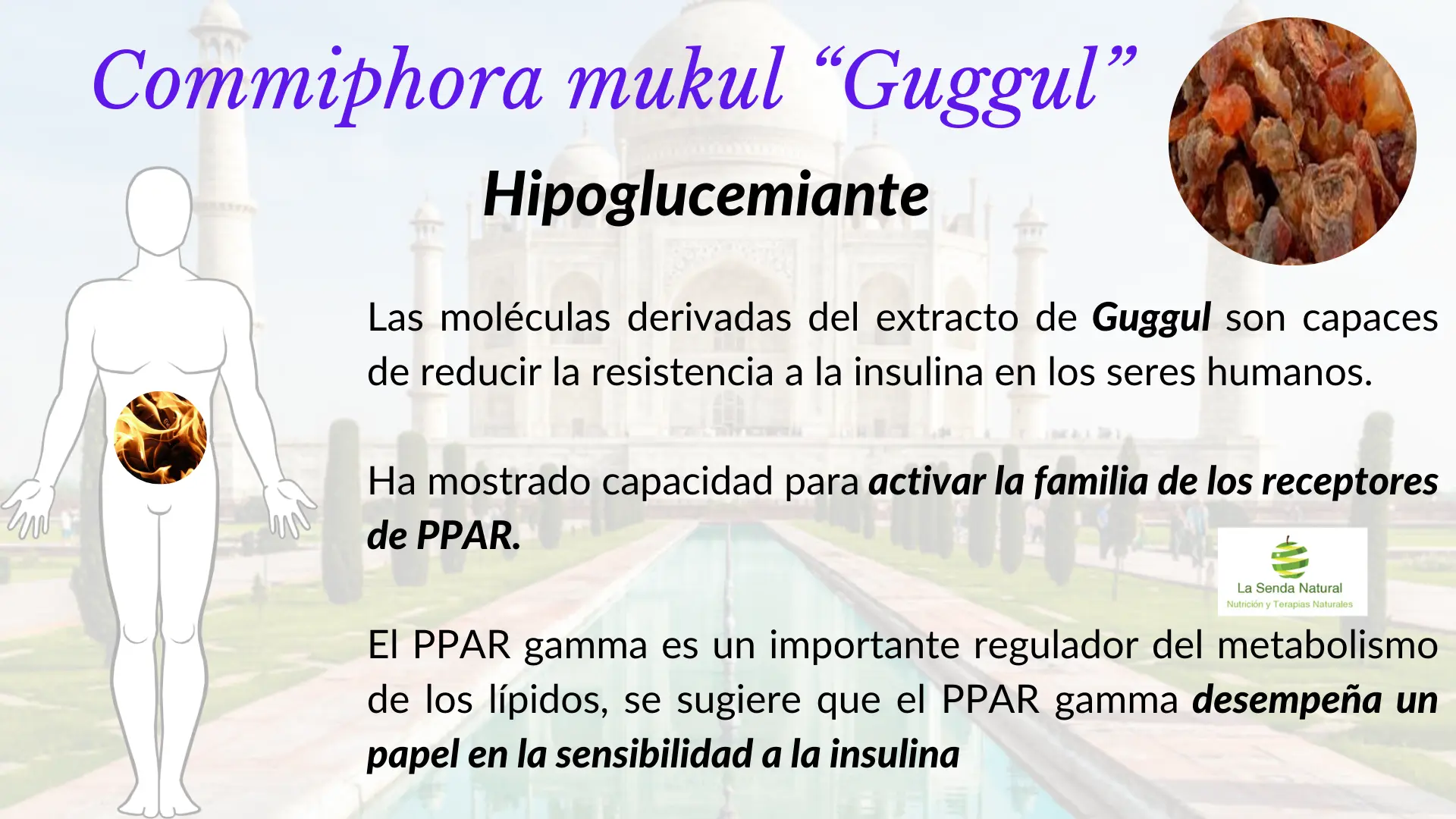 Gugul efectos sobre la glucemia
