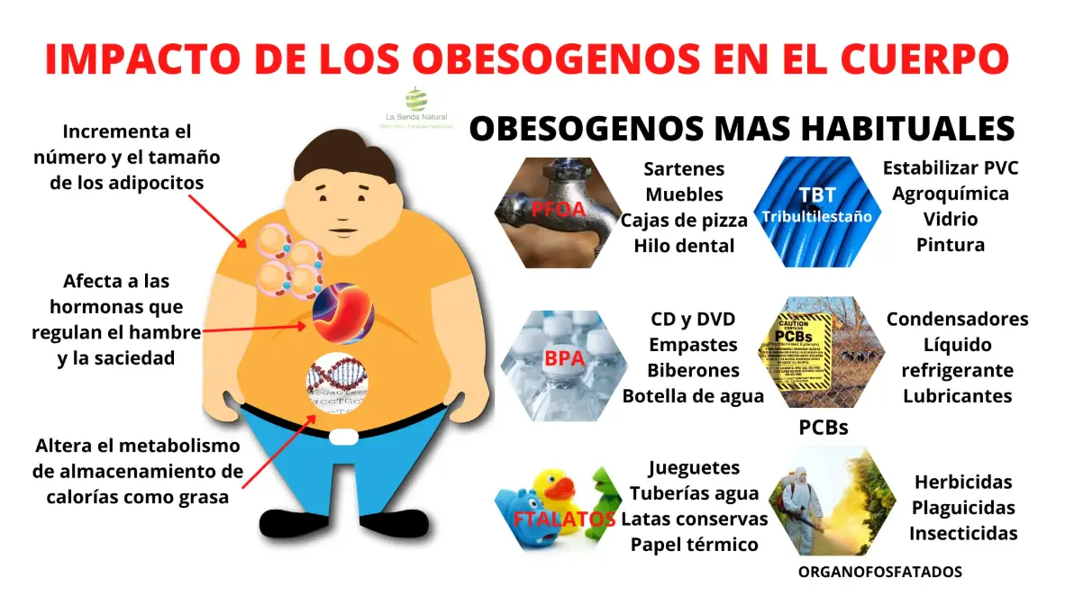 IMPACTO DE LOS OBESOGENOS EN EL CUERPO HUMANO