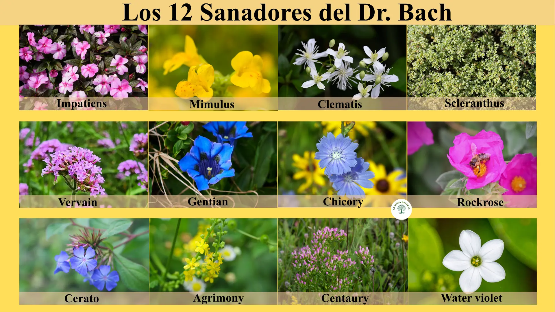 Los 12 Sanadores del Dr. Bach