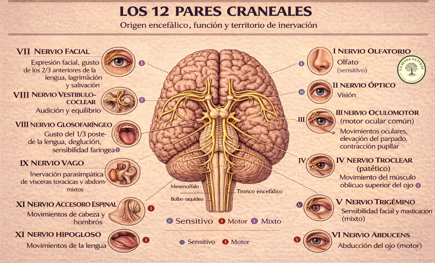 Los 12 pares craneales