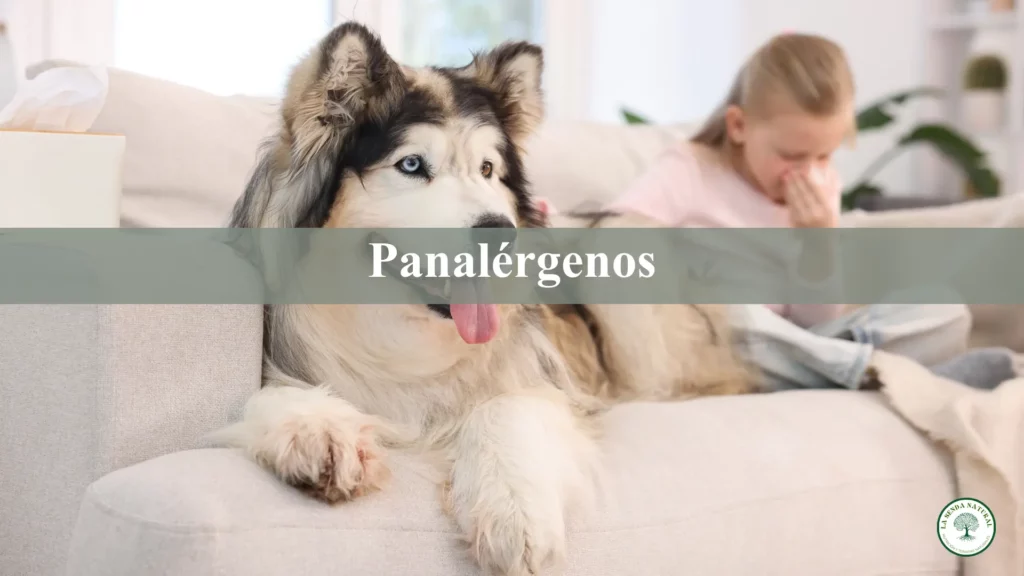 QUÉ SON LOS PANALÉRGENOS