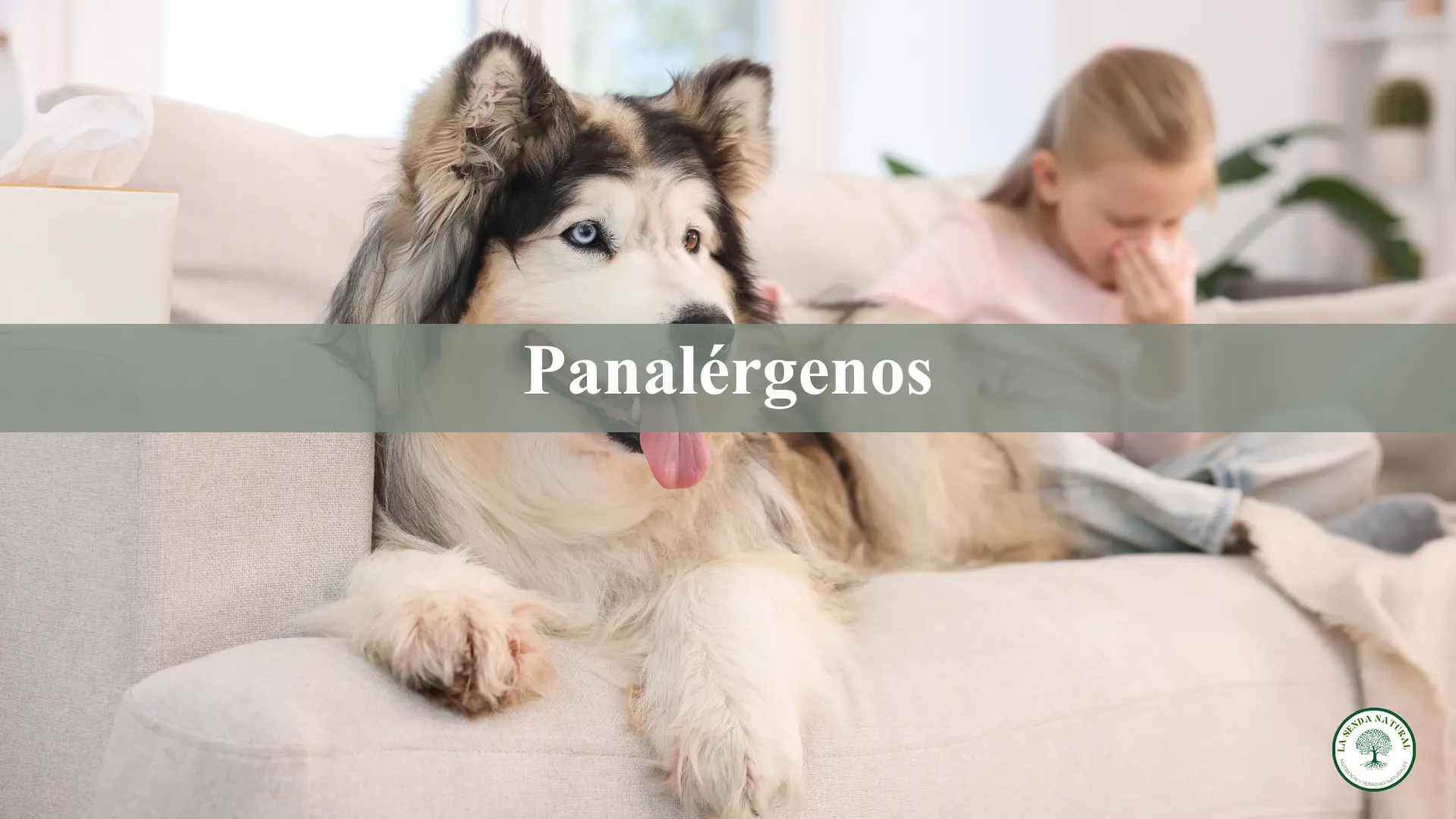 QUÉ SON LOS PANALÉRGENOS