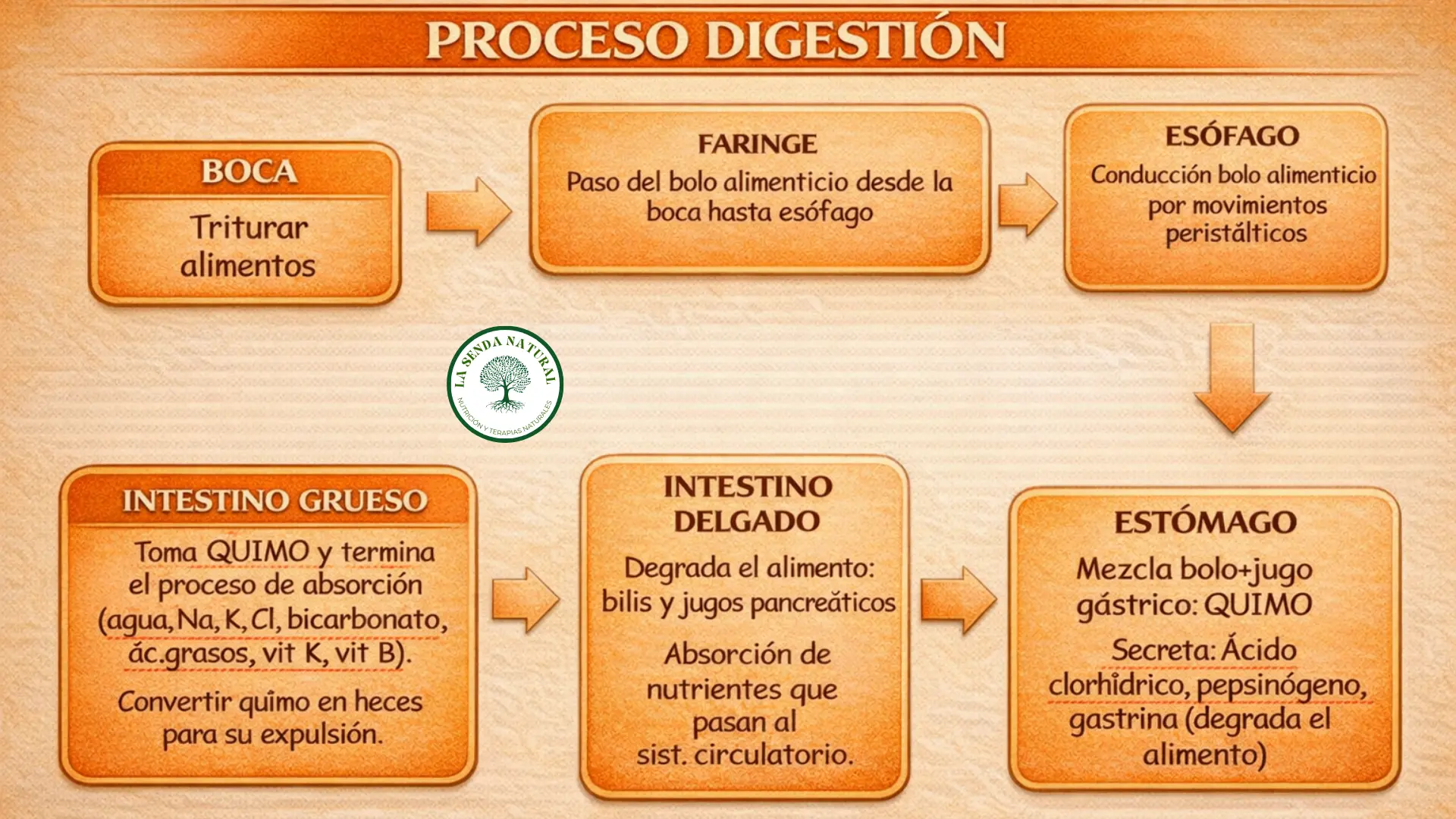 Proceso de la digestión
