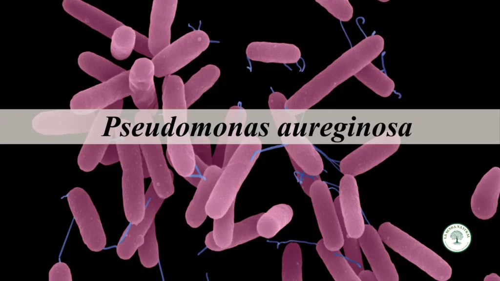 Pseudomonas aureginosa