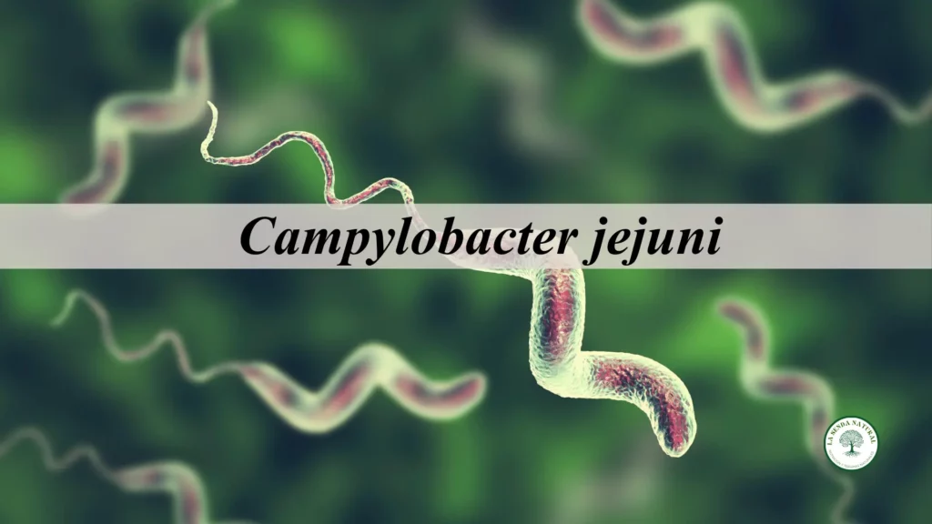 Qué es el Campylobacter Jejuni
