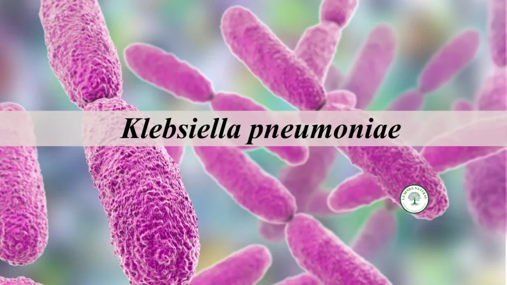 Qué es la Klebsiella penumoniae