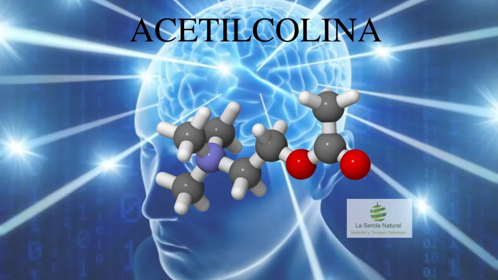 Qué es la acetilcolina