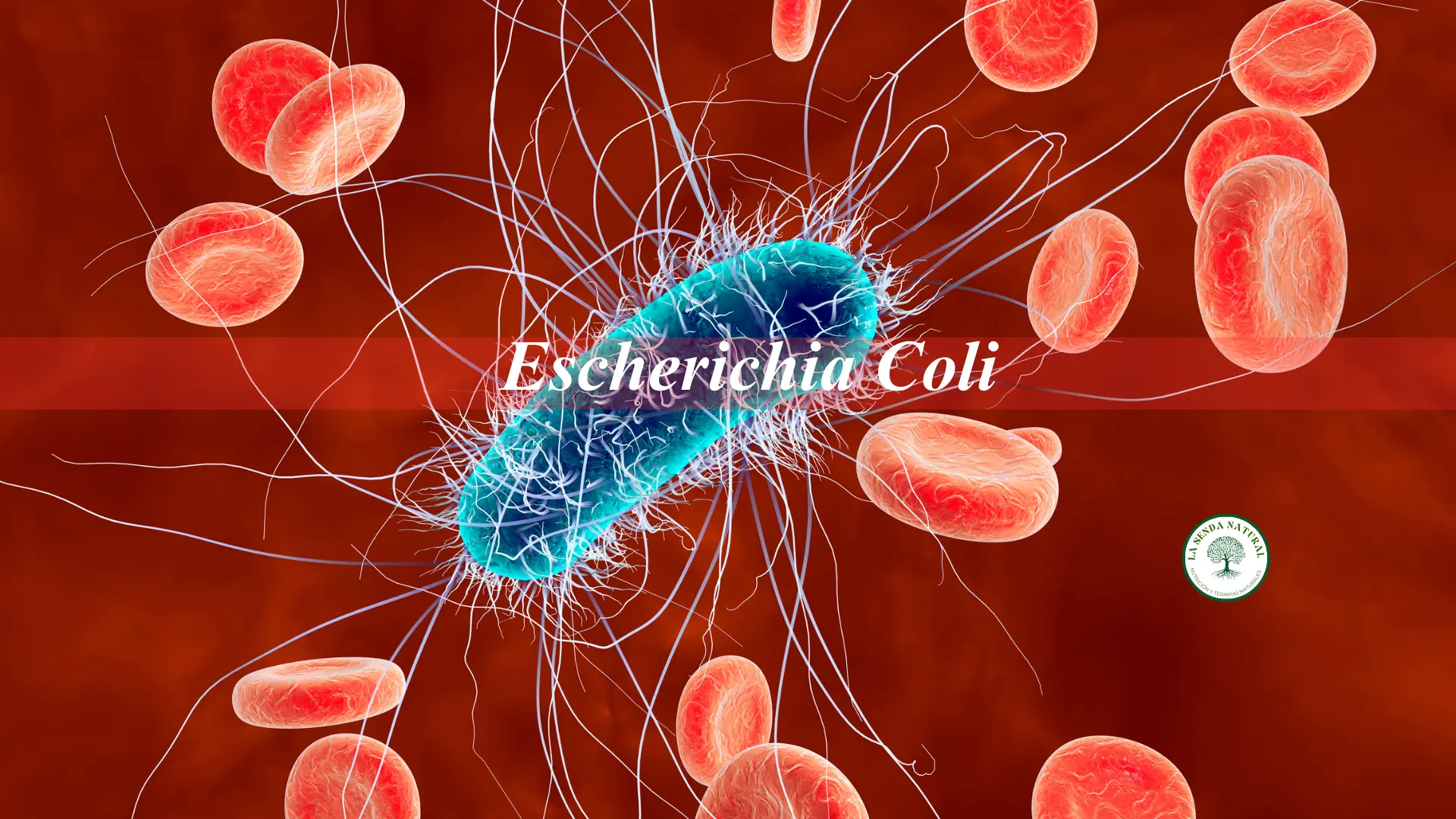 Qué es la escherichia coli