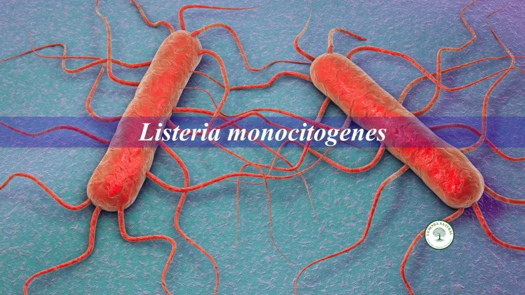 Qué es la listeria monocitoqenes