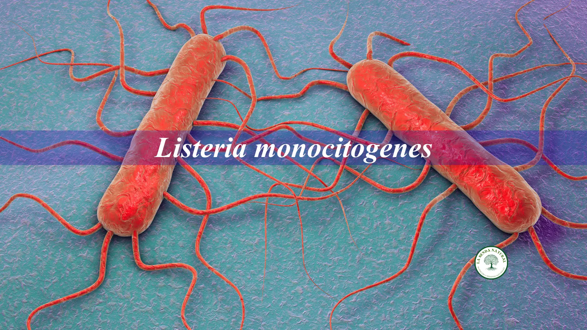 Qué es la listeria monocitoqenes