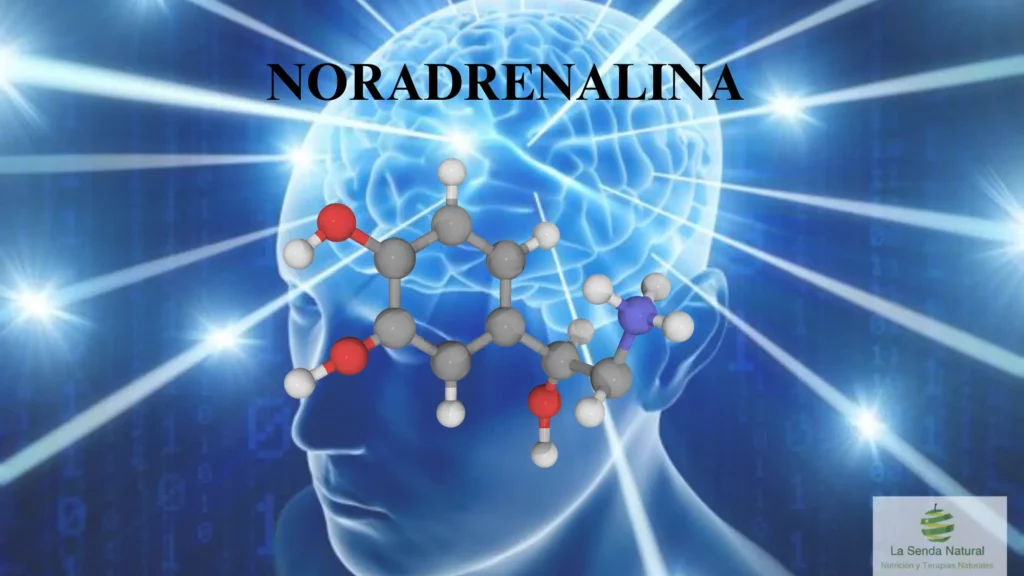 Qué es la noradrenalina