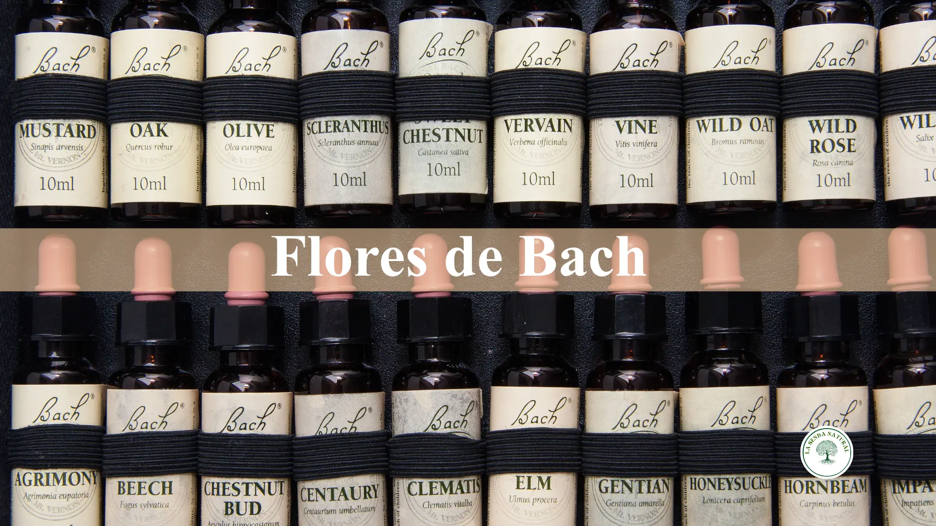 Qué son las Flores de Bach