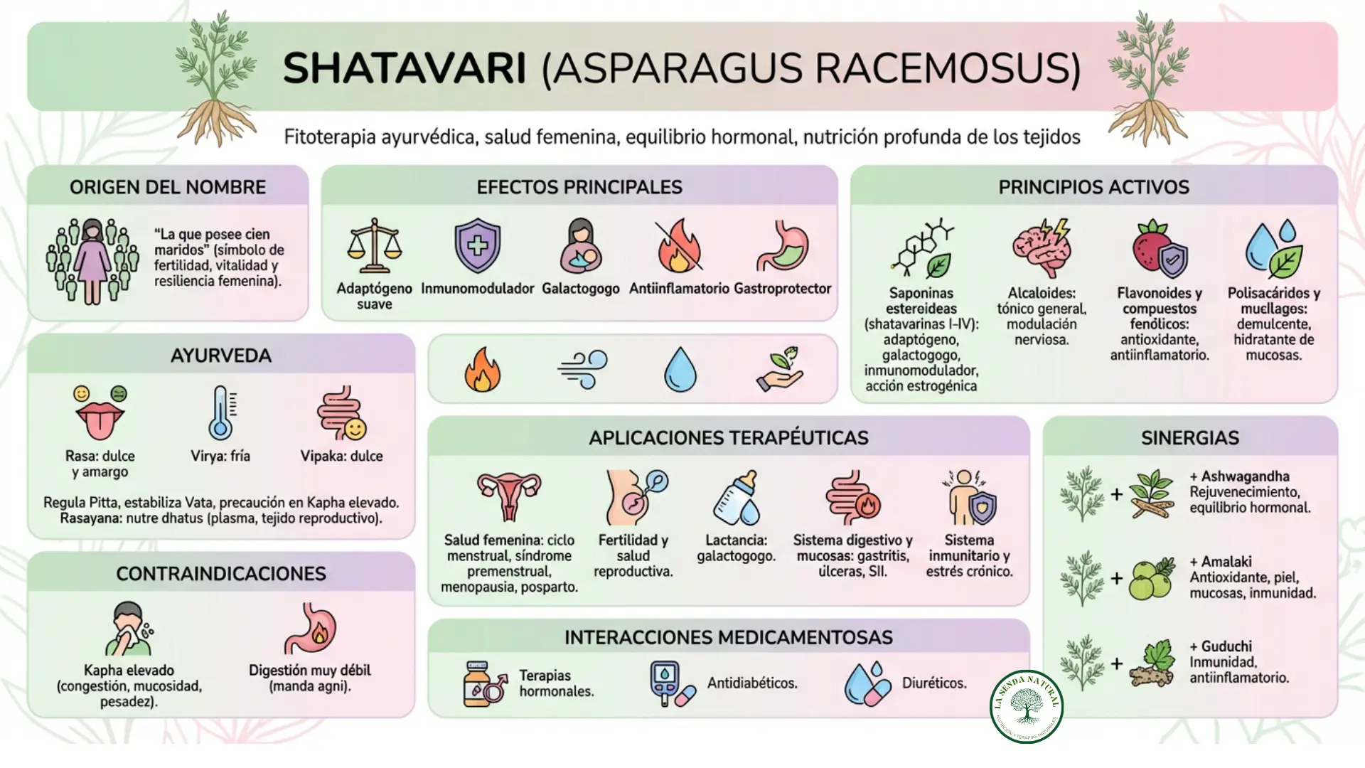 infografía médica del Asparagus racemosus- Shatavari