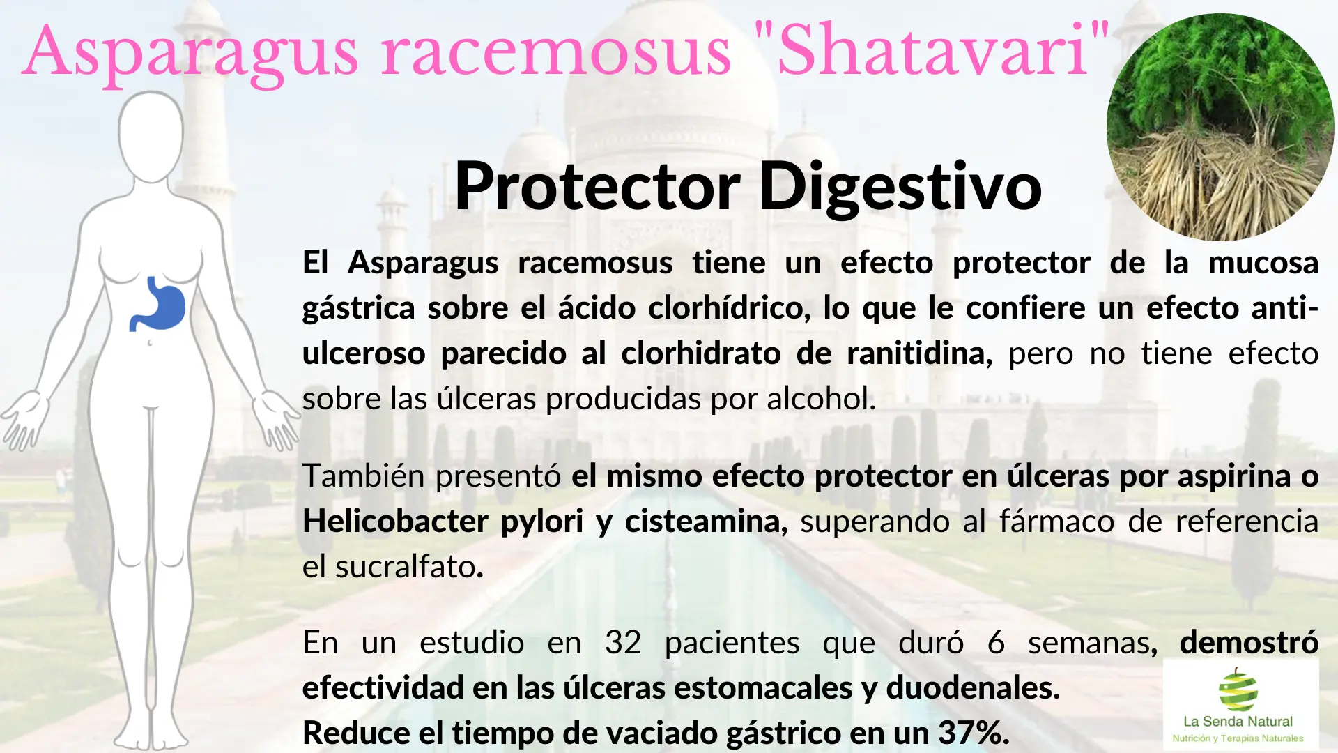 Shatavari protectora digestiva