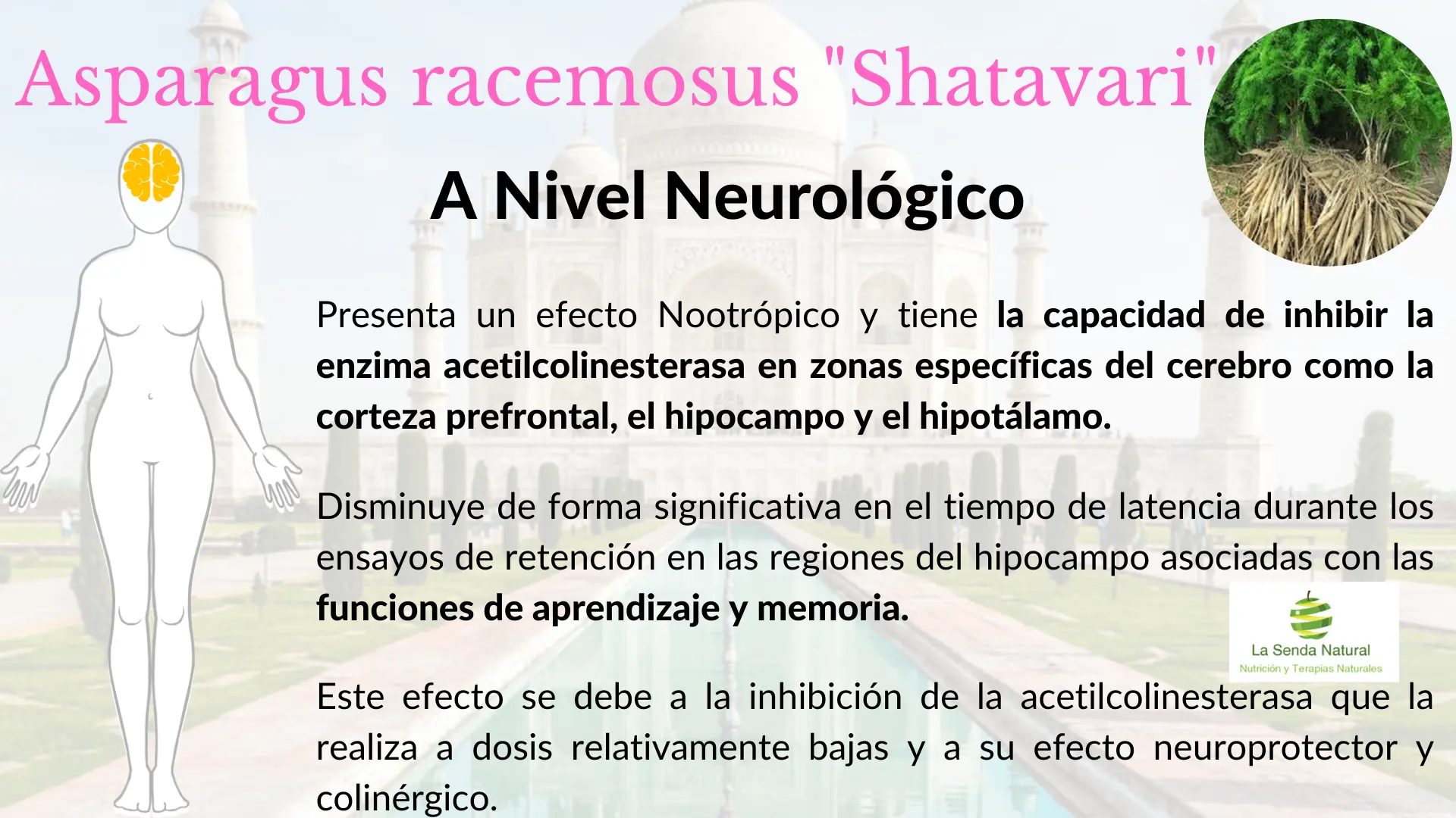 Shatavari y función neurológica