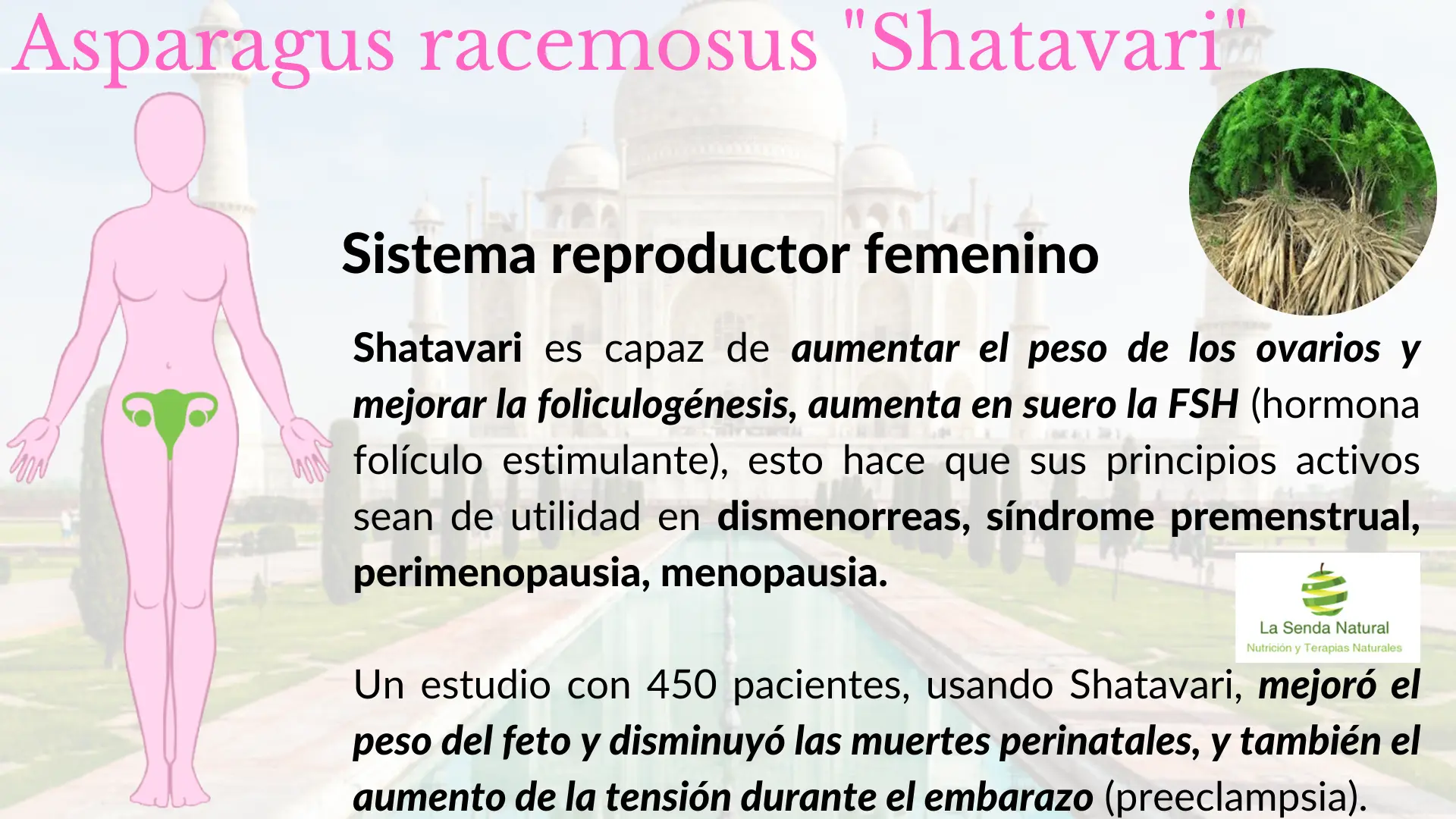 Shatavari y función sexual femenina