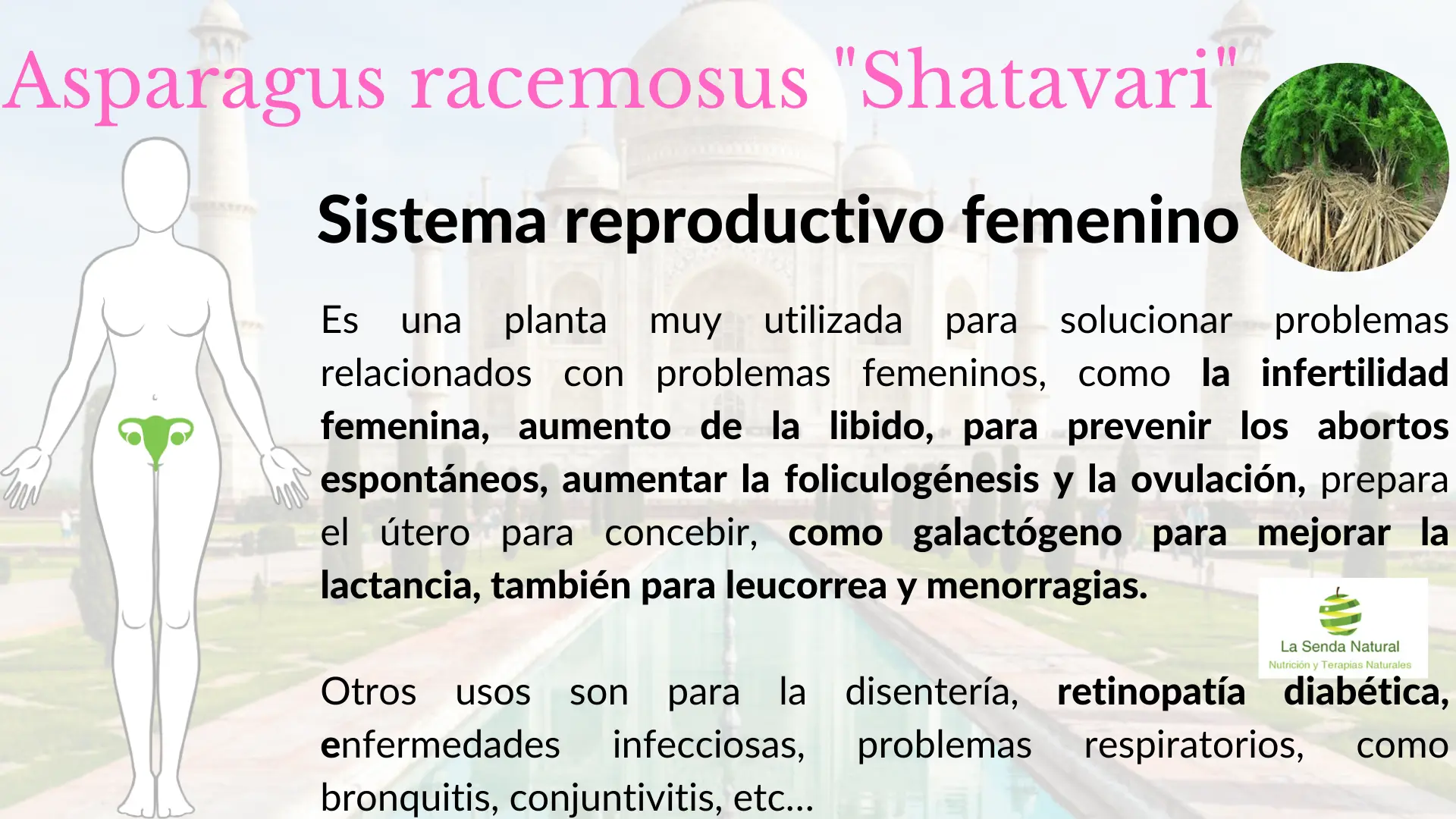 Shatavari y sistema reproductor femenino