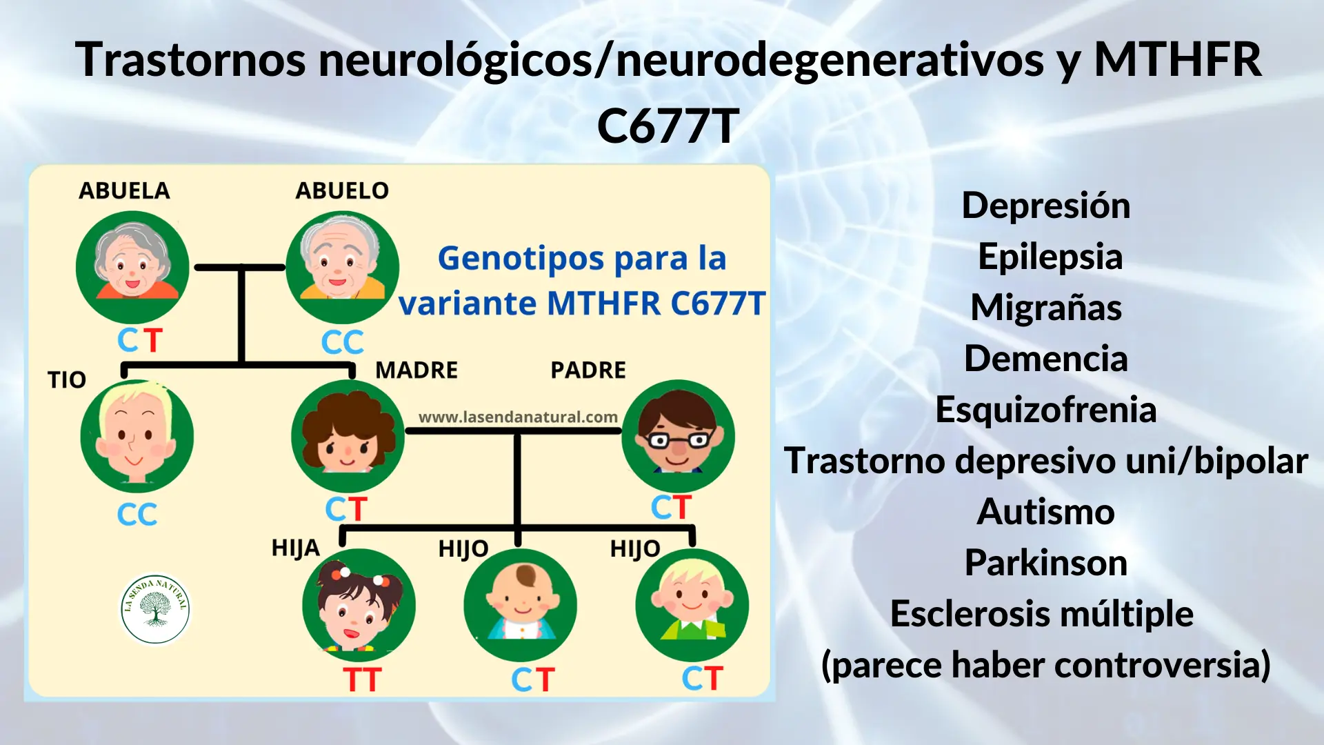 Trastornos neurológicos y neuro degenerativos y C677T