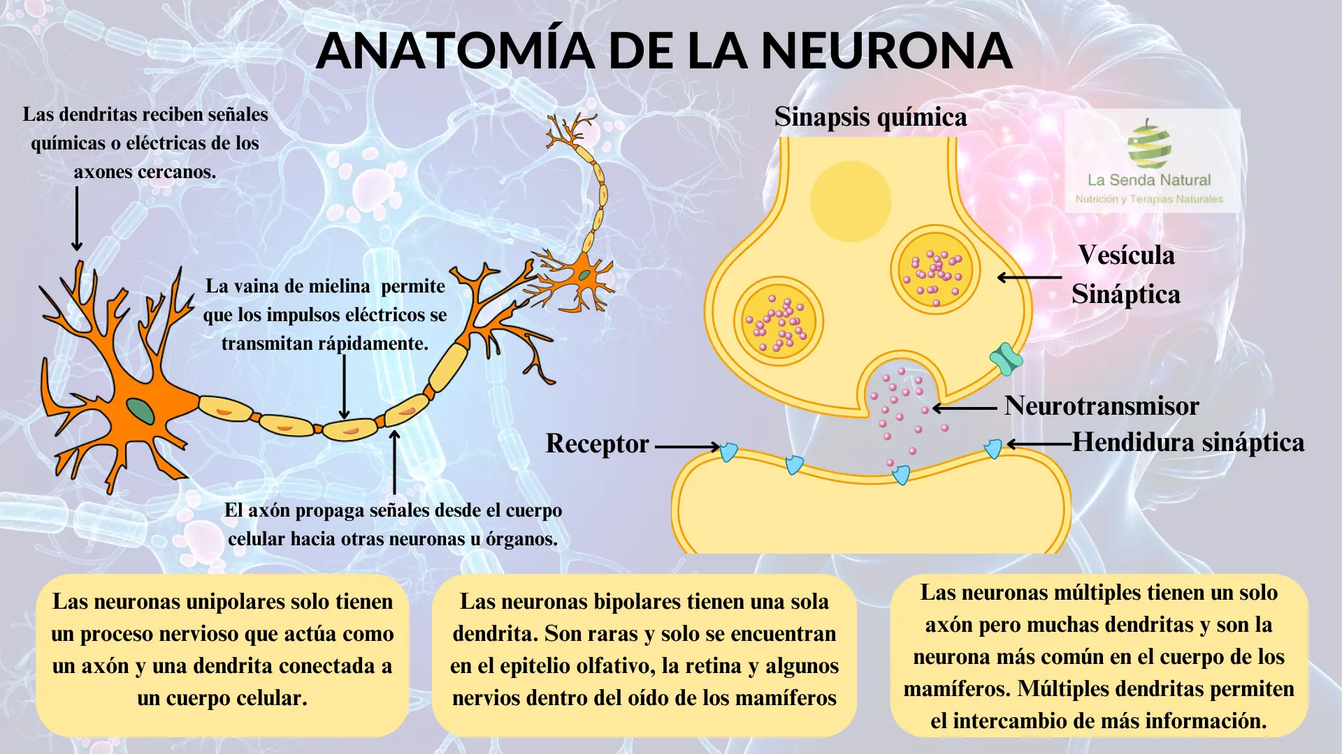 anatomía de la neurona