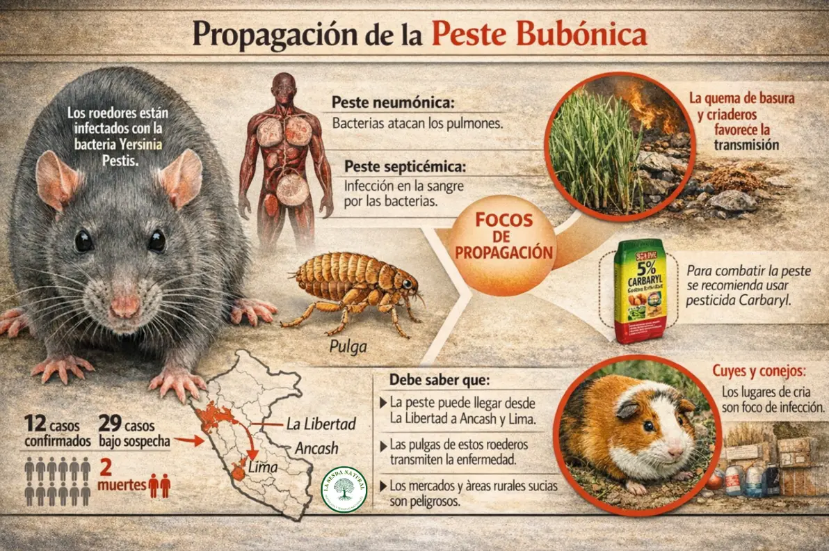 ciclo de la yersinia pestis