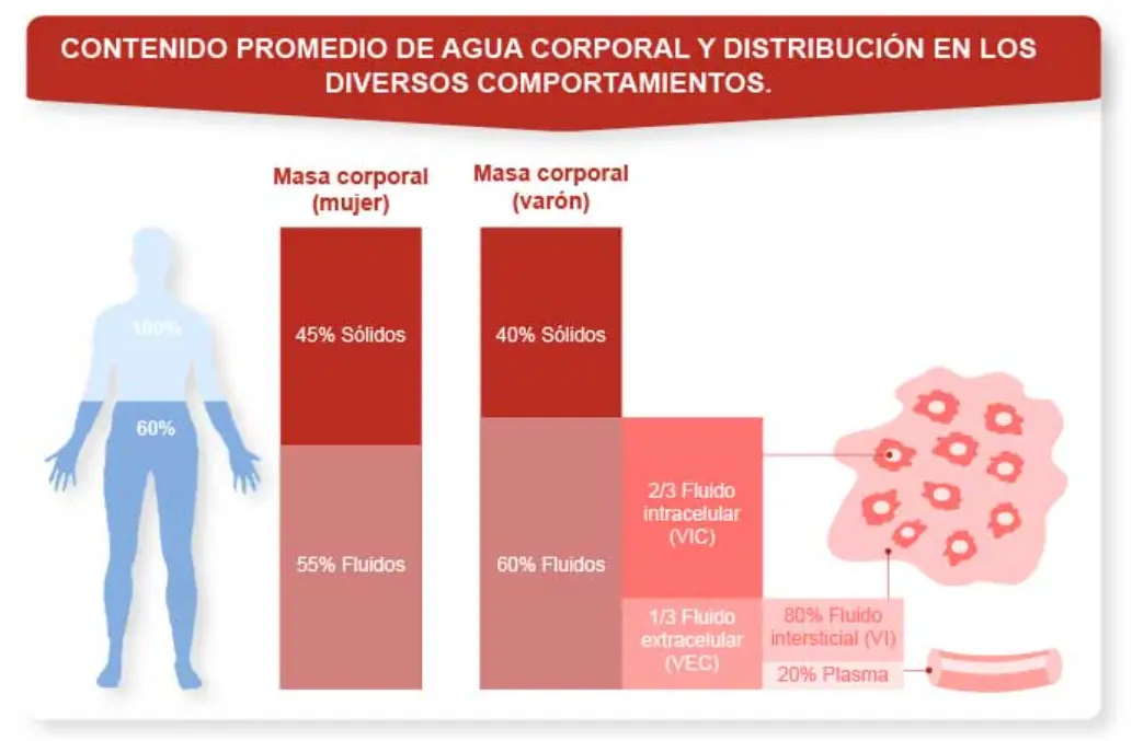 composición de agua corporal