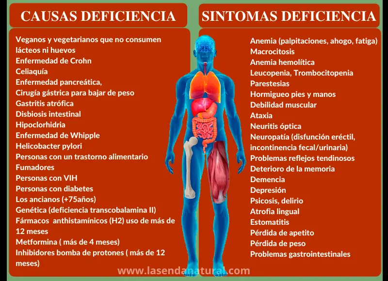 deficiencia de Cobalamina (B12)
