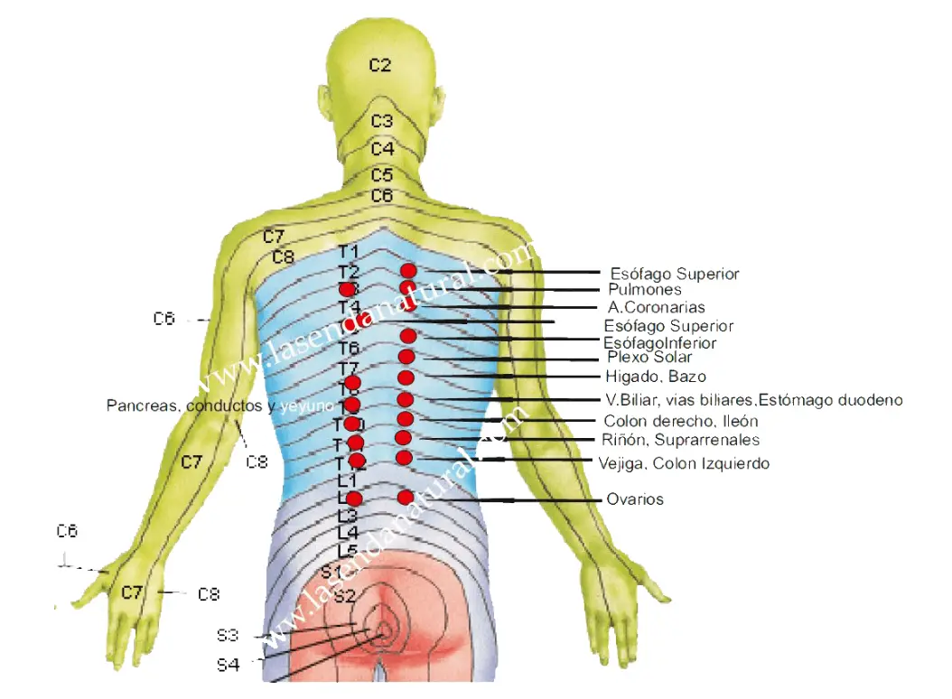 dermalgias posteriores