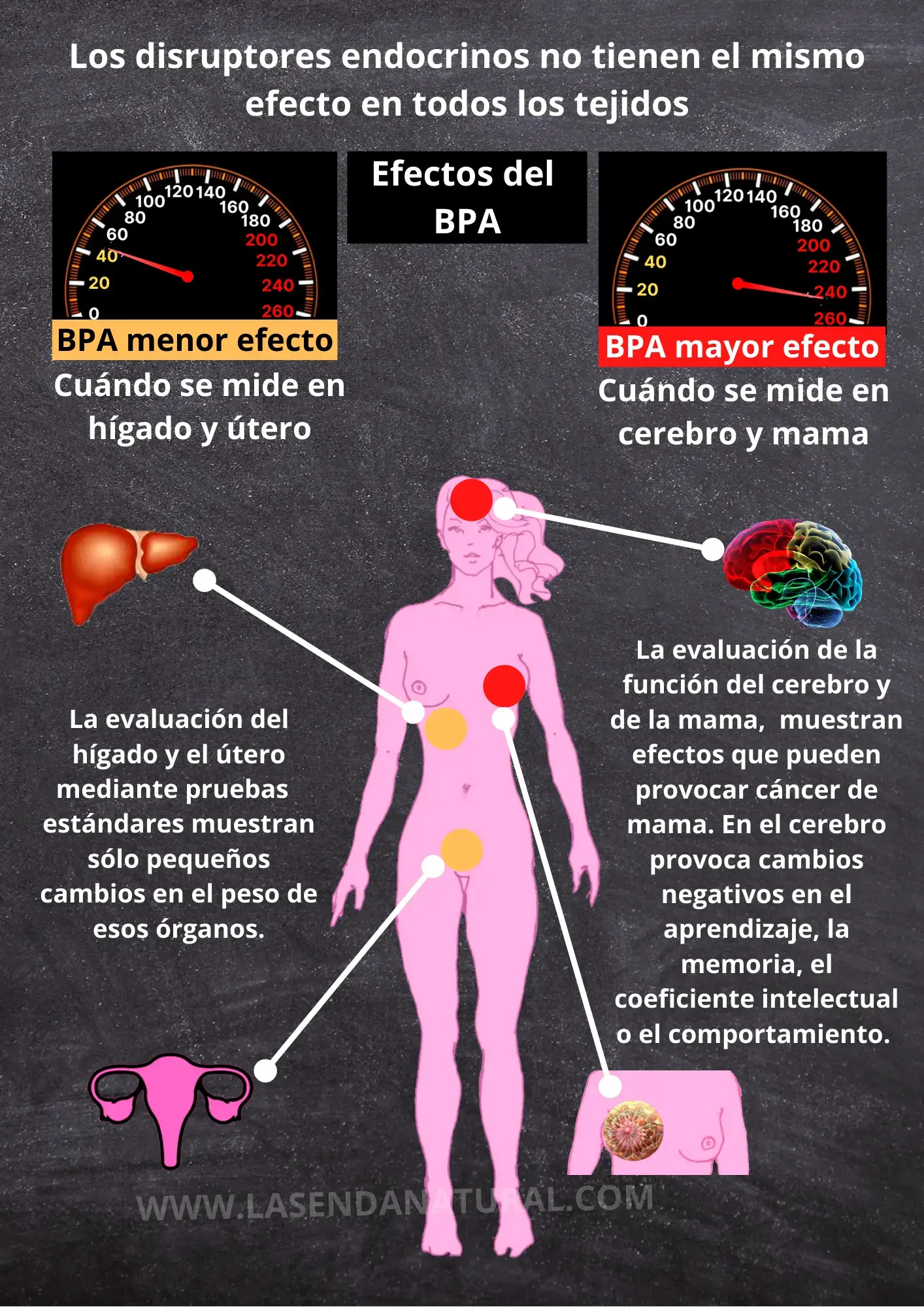 AFECTACIÓN POR DISRUPTORES ENDOCRINOS EN EL ORGANISMO 