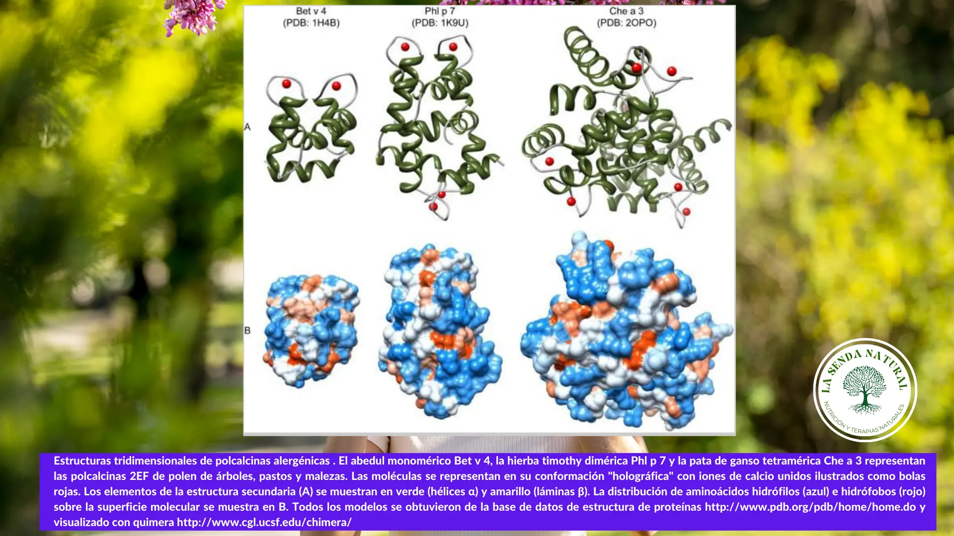 estructura de las polcalcinas alergénicas