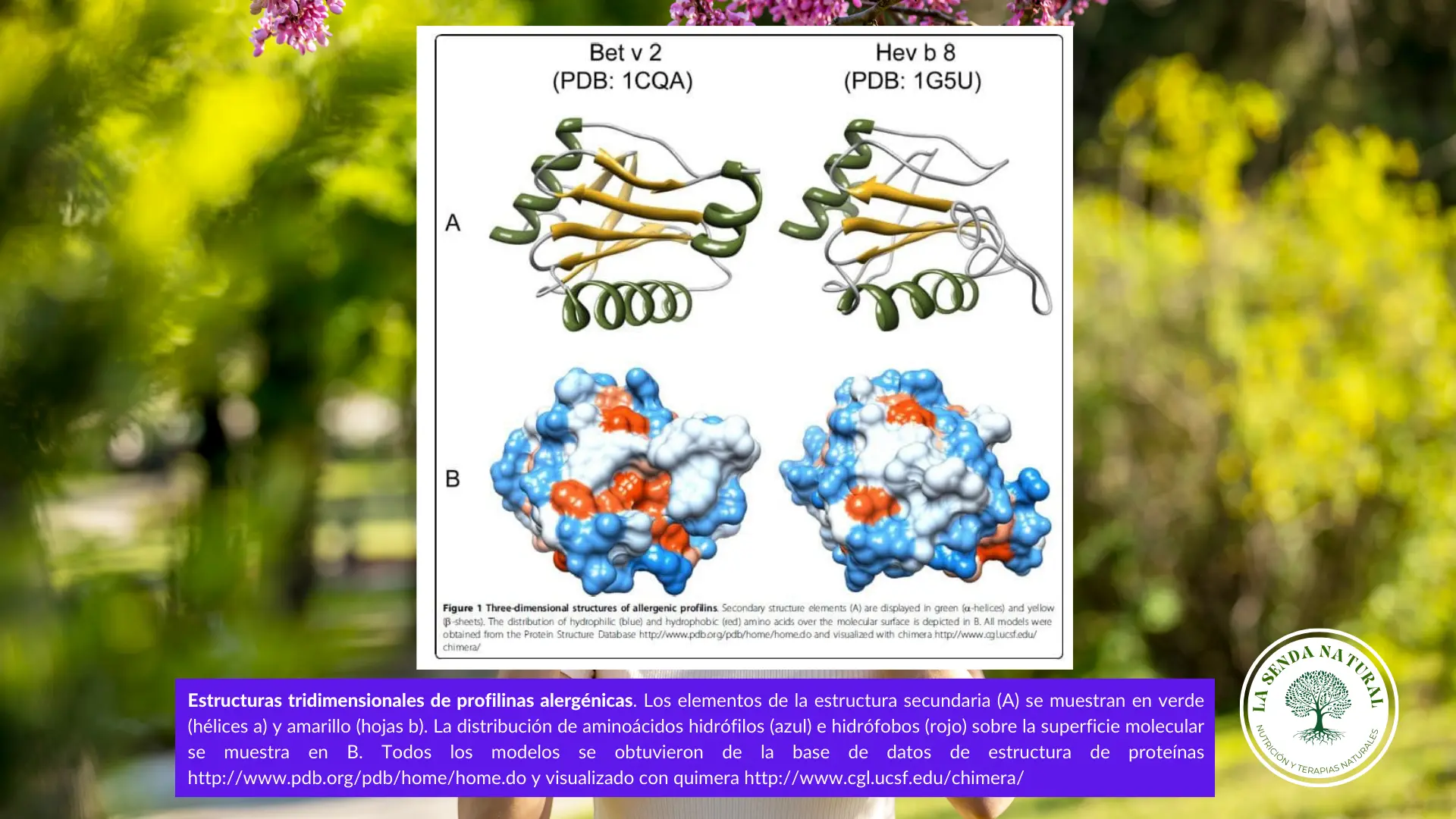 estructura de las profilinas alergénicas