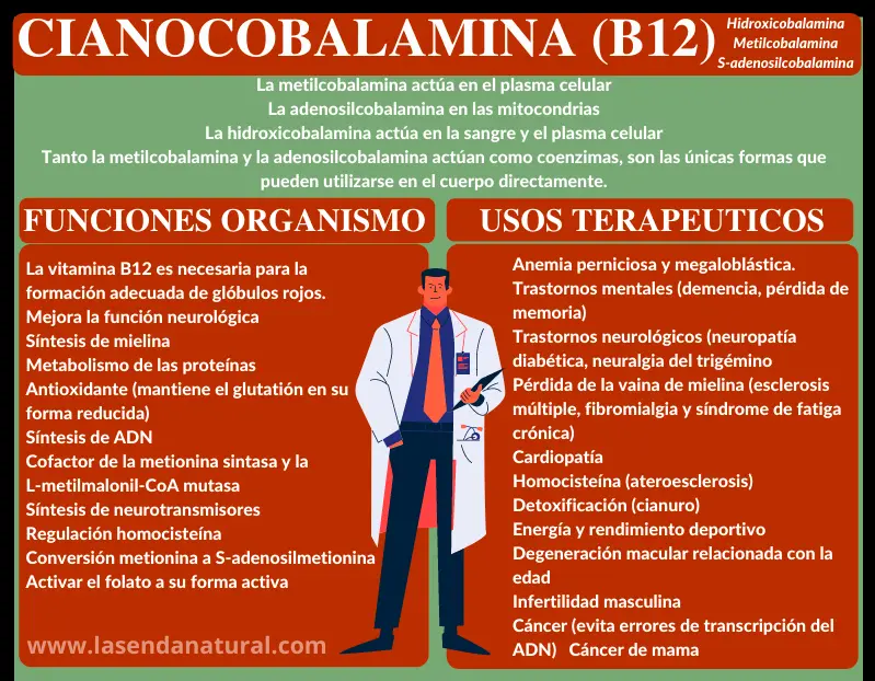 funciones de la cobalamina
