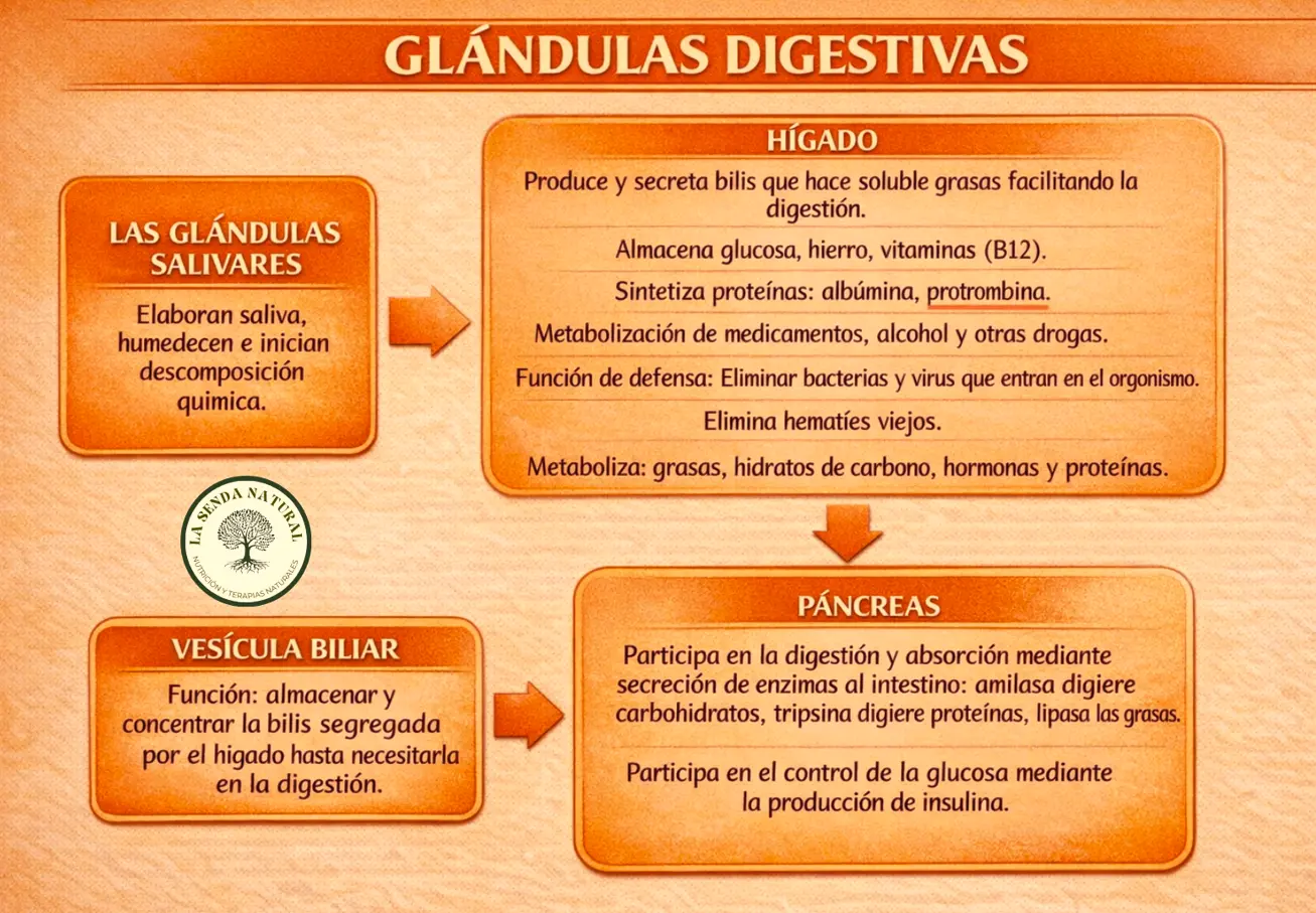 glandulas digestivas