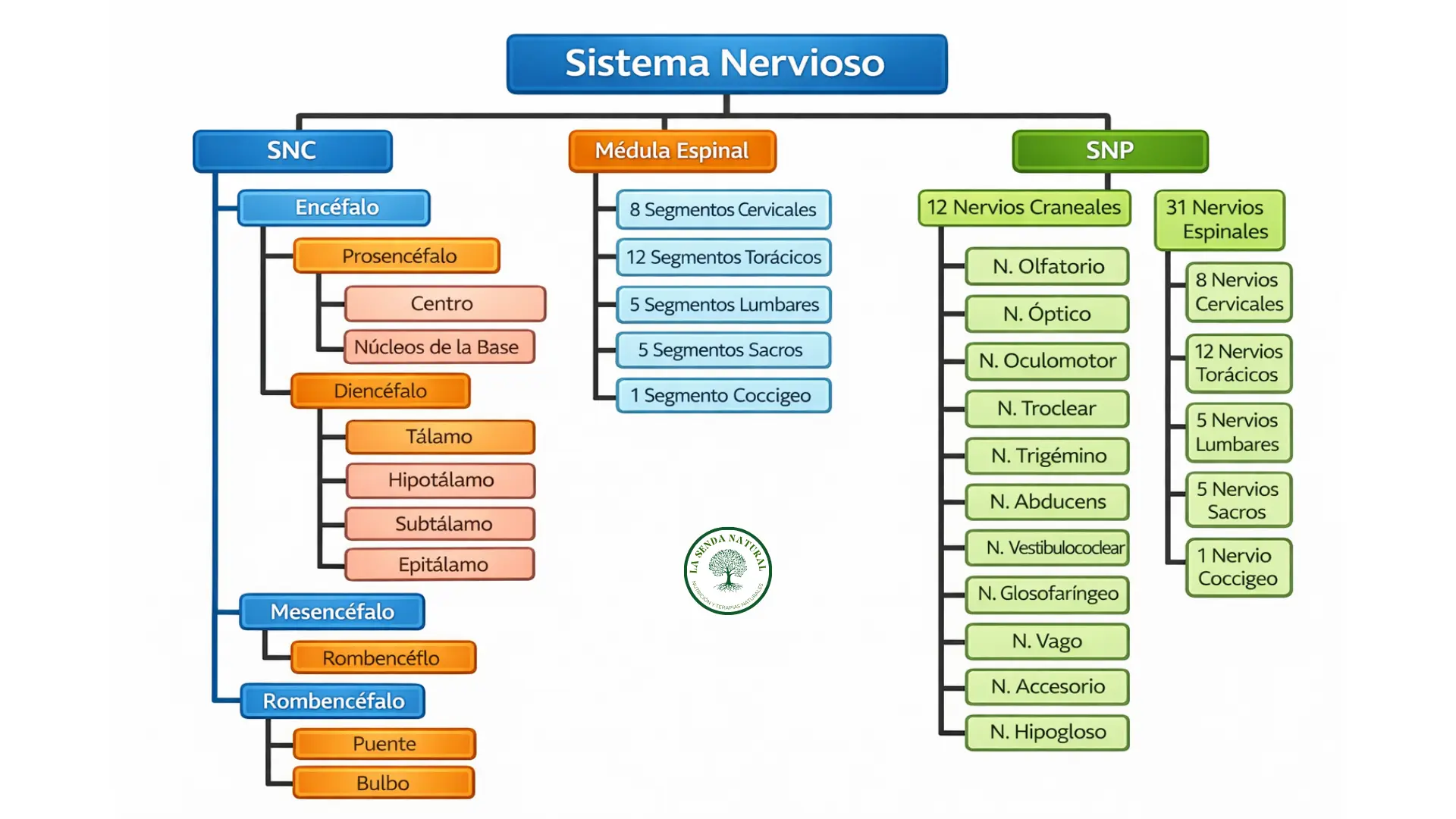 partes del sistema nervioso