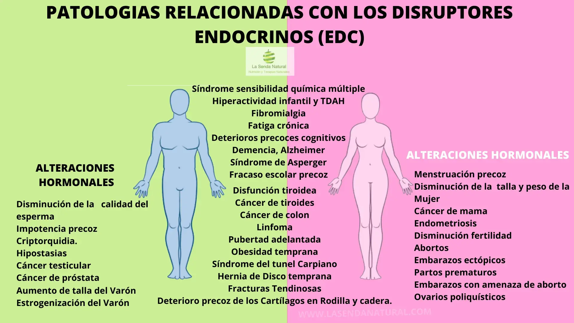 patologias relacionadas con los disruptores endocrinos