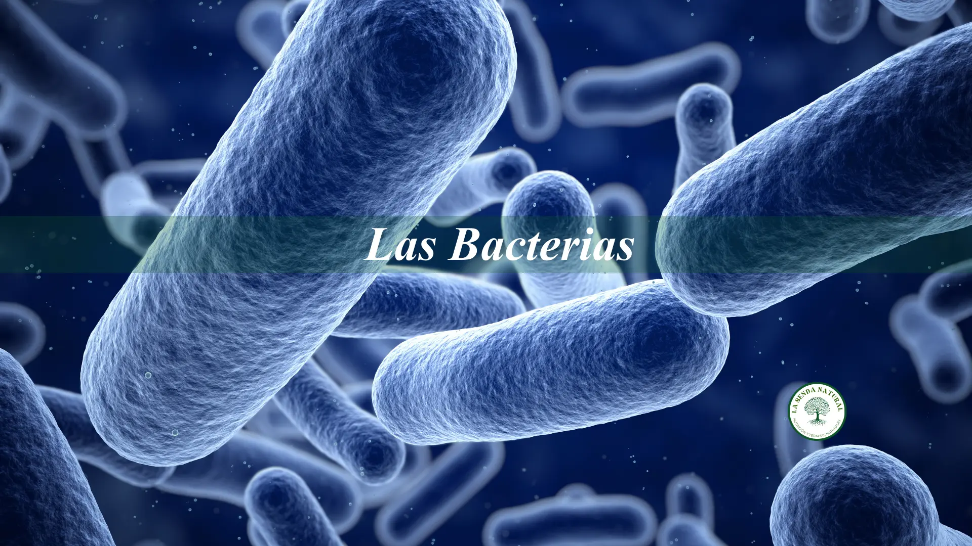 qué son las bacterias