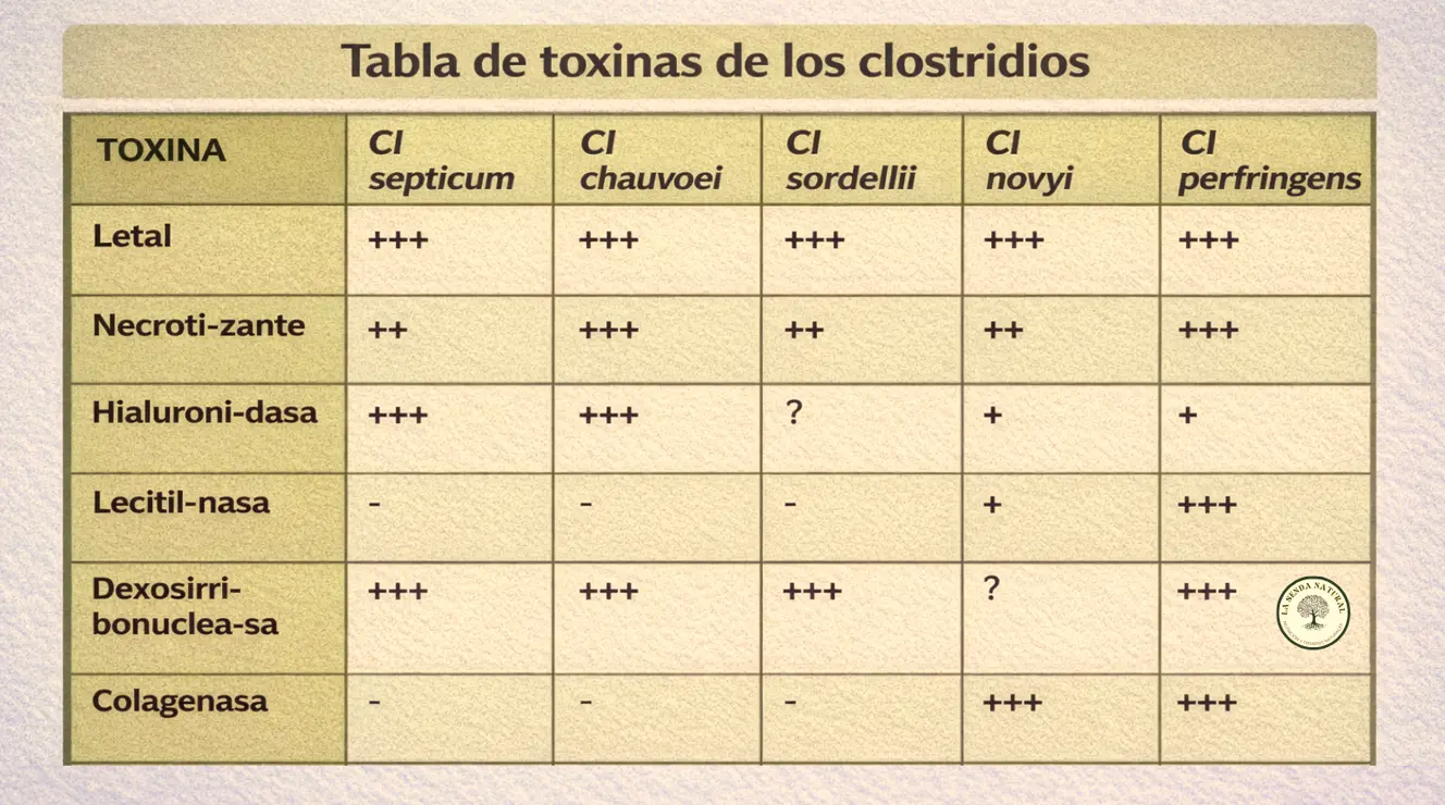 tabla de las toxinas de los clostridios