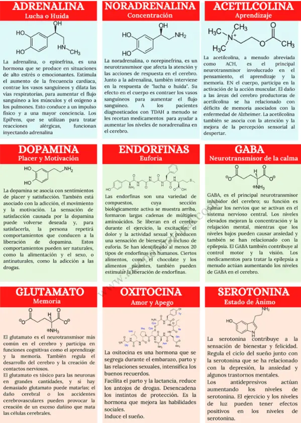 tabla de neurotransmisores