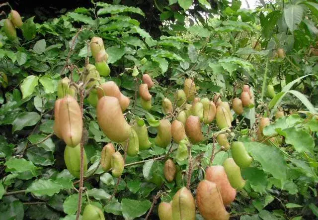 Grifonia simplicifolia