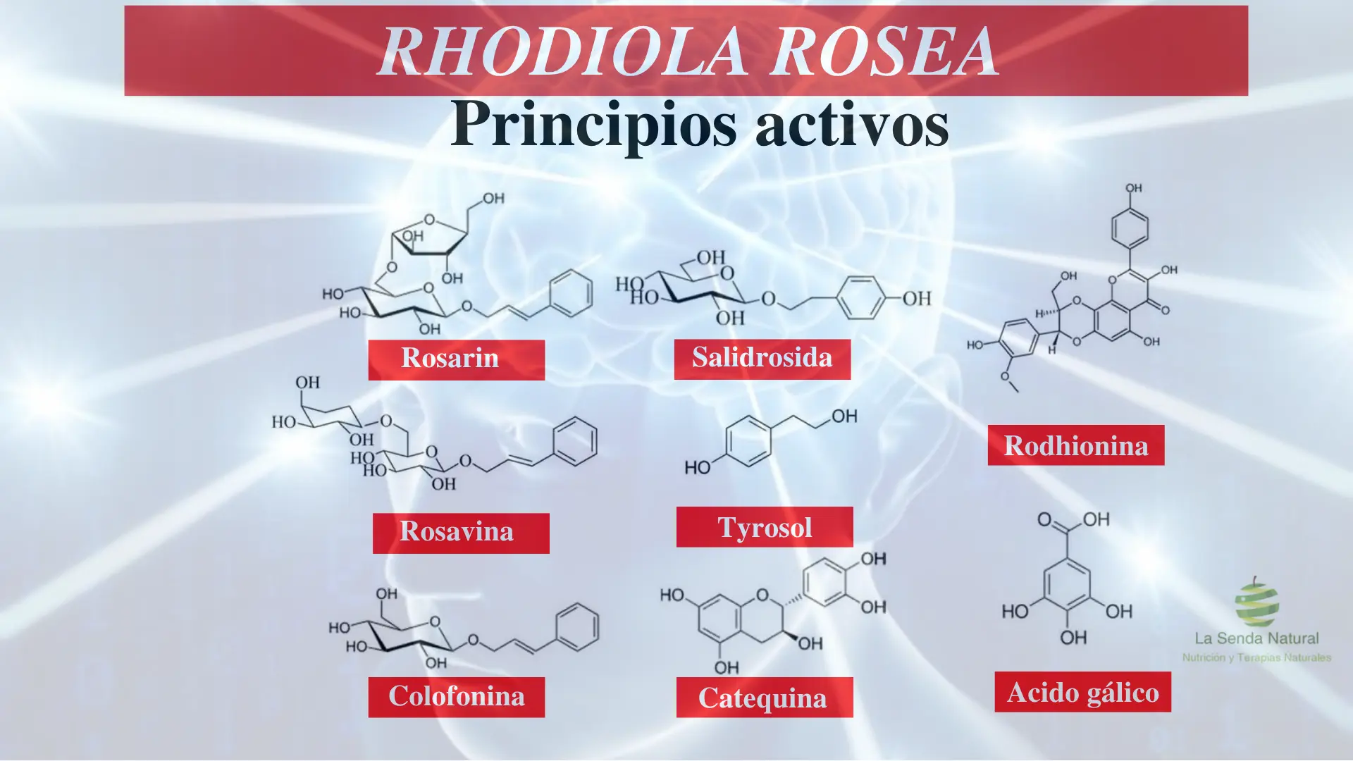 Principales principios activos de la Rodhiola rosea