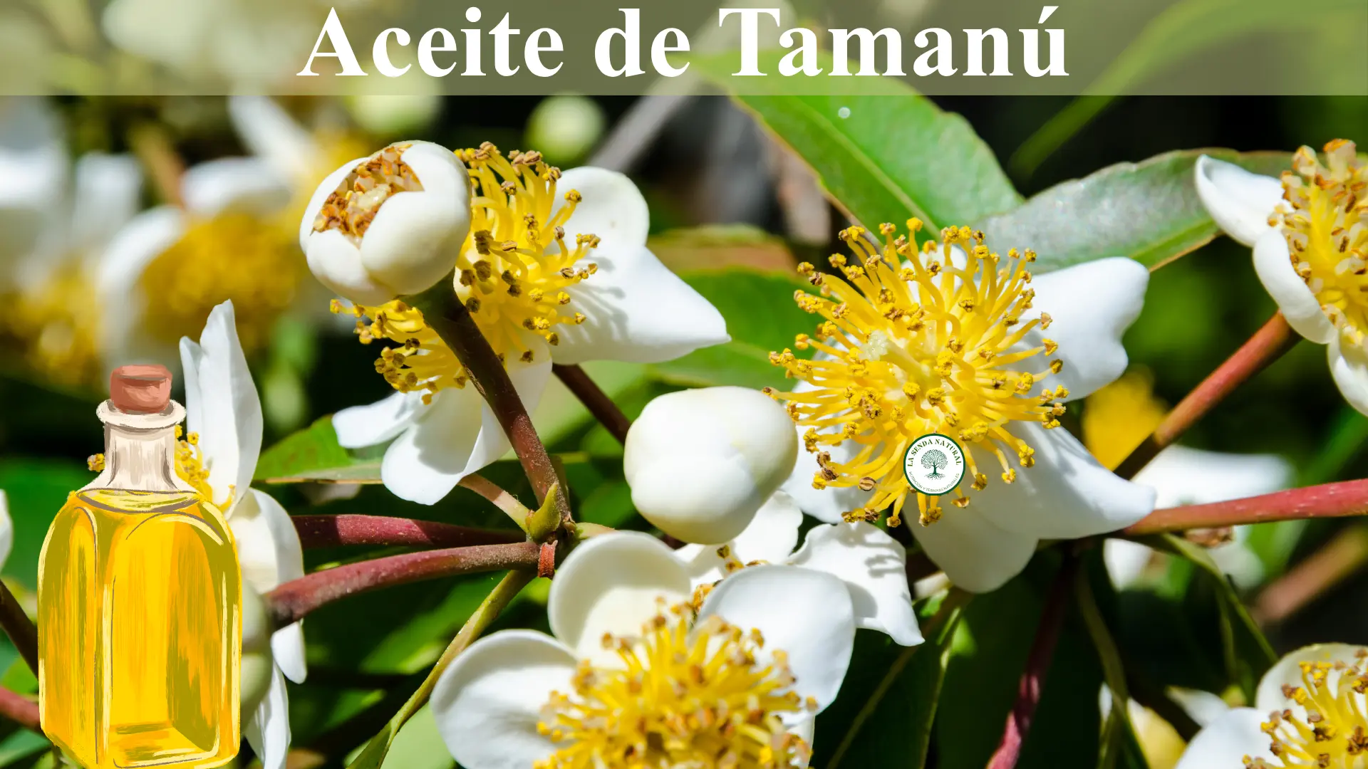 Qué es el aceite de Tamanú