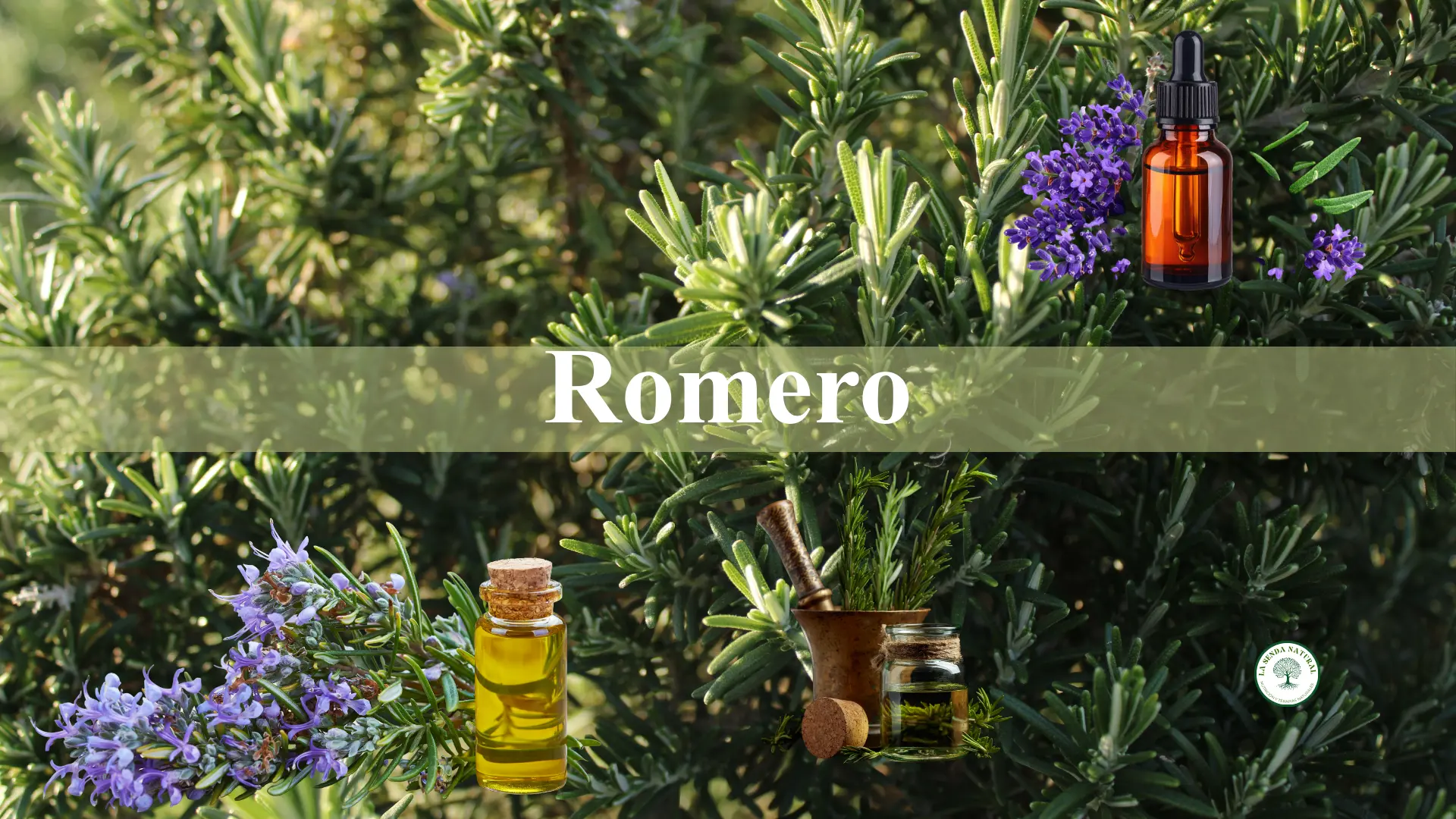 Qué es el romero