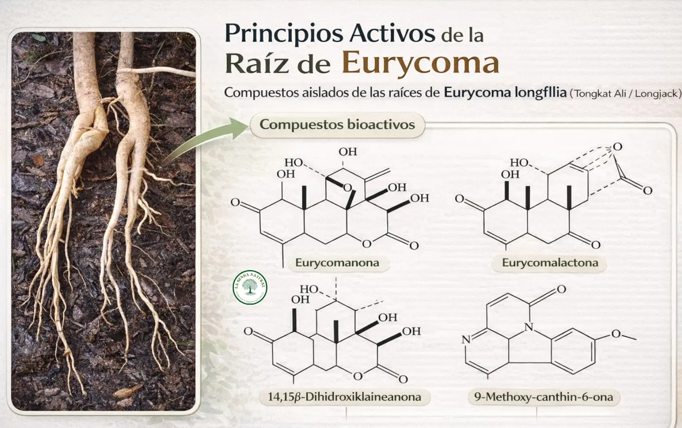 principios activos de la Eurycoma